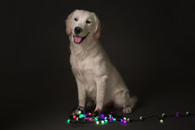 Netter Hund sitzt mit Weihnachtsbeleuchtung auf dem Boden