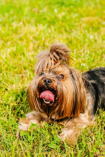 Netter Hund Yorkshires Terrier auf dem grünen Gras