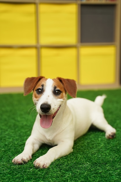 Netter Hundesteckfassungsrussel-Terrier, liegend auf grünem Gras.