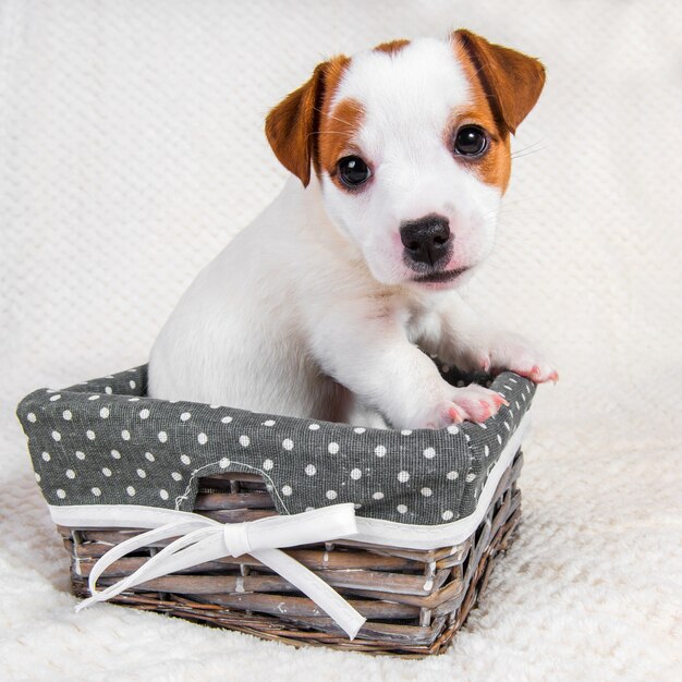 Netter Jack Russell Terrier Hundewelpe im Korb