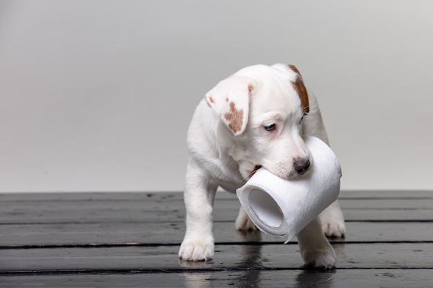 Netter Jack Russell Welpe, der mit Toilettenpapier spielt