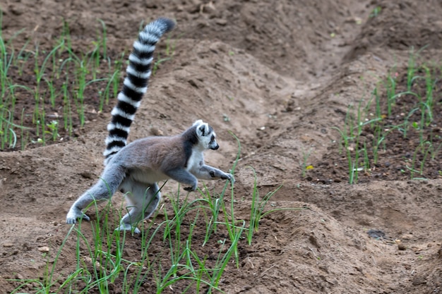 Netter Kattas in der Natur