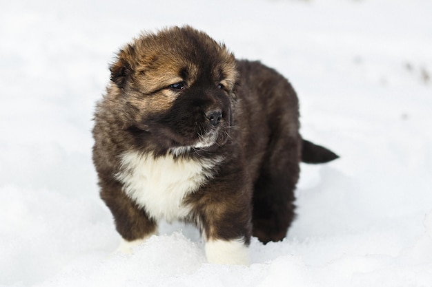 Foto netter kaukasischer schäferhund, der spaß im schnee hat