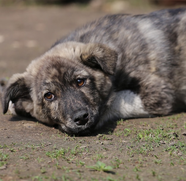 Netter kleiner Cur Hund, der auf Boden ruht