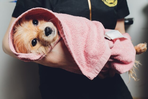 Netter kleiner flauschiger pommerscher Hund in einem weißen und rosa Handtuch nach dem Bad, Pflege.