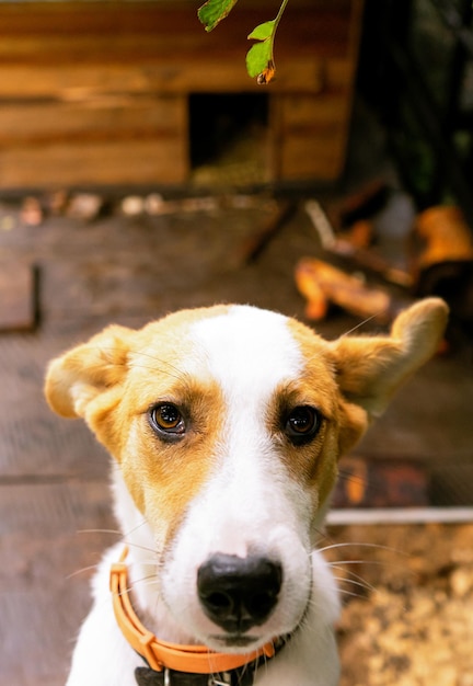 Netter kleiner freundlicher Hund in seinem Gehege