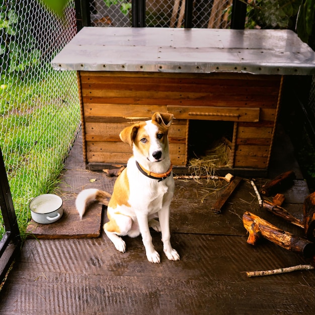 Foto netter kleiner freundlicher hund in seinem gehege