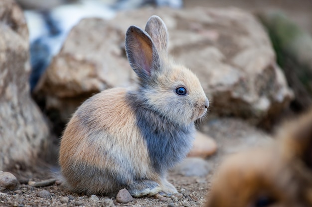 Netter kleiner Hase, der auf dem Boden sitzt