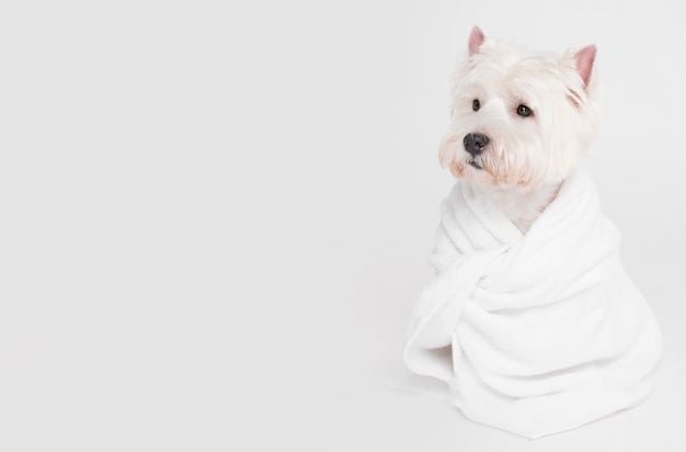 Foto netter kleiner hund, der in einem tuch sitzt