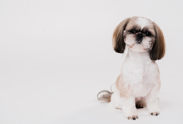 Foto netter kleiner hund der vorderansicht