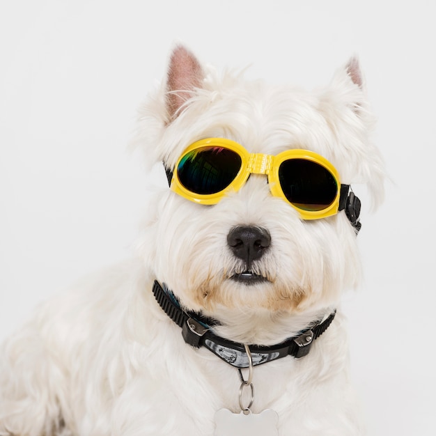 Foto netter kleiner hund mit brille