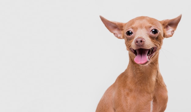 Foto netter kleiner hund mit kopienraum