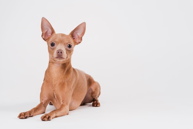 Netter kleiner Hund mit Kopienraum