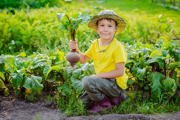 Netter kleiner Junge, der einen Haufen frische organische Karotten und Rüben im heimischen Garten hält