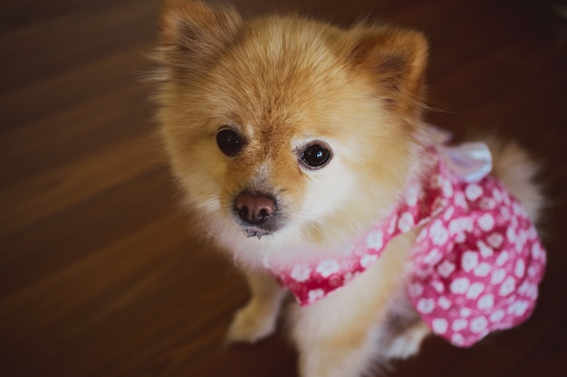 Netter kleiner Pomeranian im rosafarbenen Kleid.