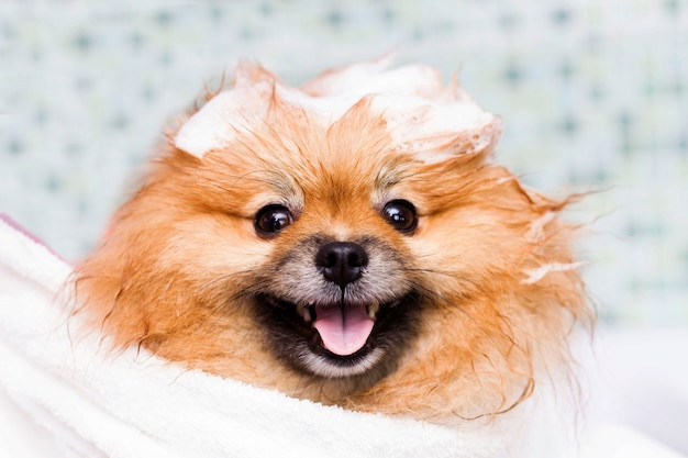 Netter kleiner Pomeranian in einem weißen Tuch nach dem Baden.