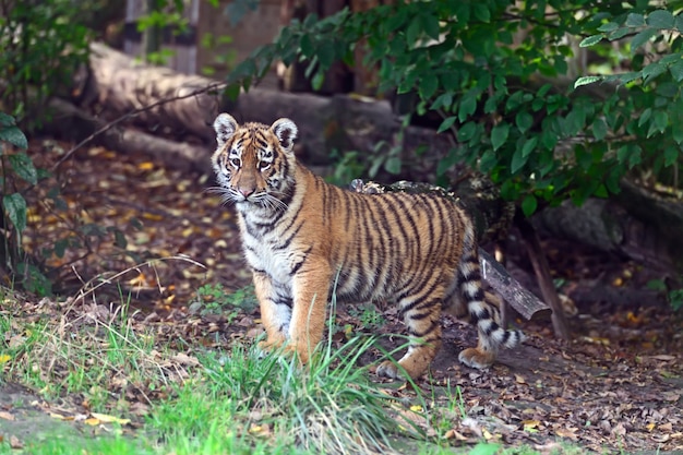 Netter kleiner Tiger, der im Gras spielt