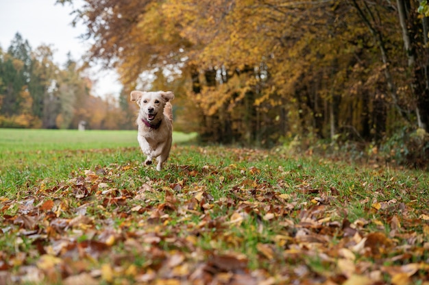 Netter kleiner weißer Hund, der auf einer schönen Wiese durch den Herbstwald läuft.