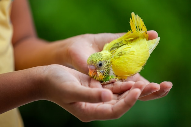 Netter kleiner Wellensittichvogel auf Kinderhand. Asiatisches Kindermädchenspiel mit ihrem Haustiervogel mit leichtem