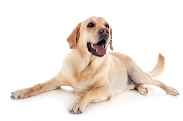 Netter Labrador auf weißem Hintergrund