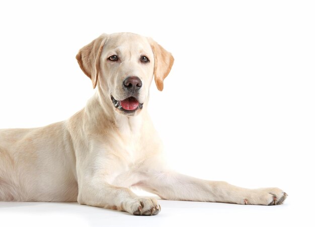 Netter Labrador-Hund, der lokal auf Weiß sitzt