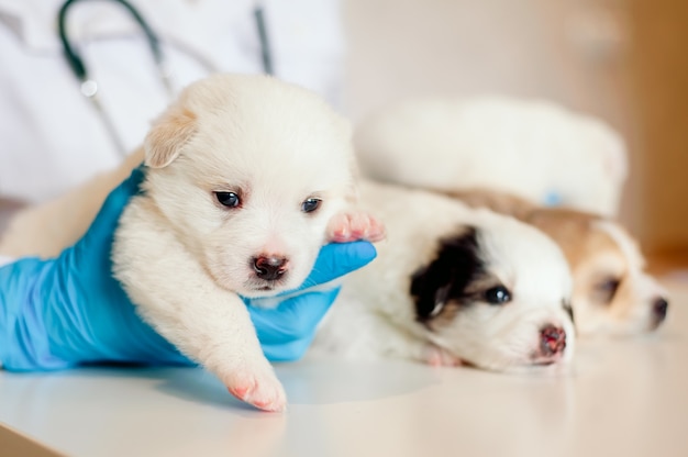 Netter Labradorwelpe in den Armen eines Tierarztes - Nahaufnahme