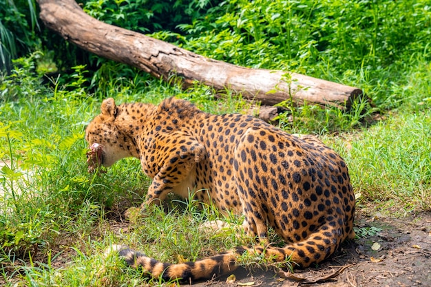 Netter Leopard, der im Gras liegt und Fleisch isst.