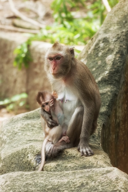 Netter lustiger Affe mit Jungtier-Gesichts-Portrait-Ansicht im Naturwald von Thailand extreme Nahaufnahme