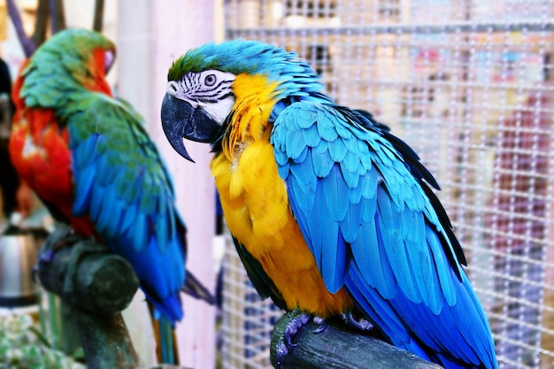 Netter lustiger Papageienstand an einem Tierhandlung