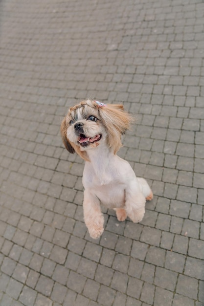 Netter lustiger shih tzu züchten hund draußen. Hundepflege. Lustiger Hund in der Stadt