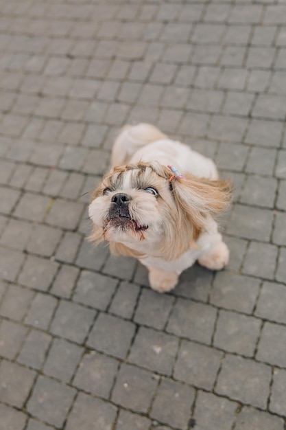 Netter lustiger shih tzu züchten hund draußen. Hundepflege. Lustiger Hund in der Stadt