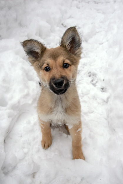 Netter lustiger Welpe, junger Hund im Winterhof im Schnee