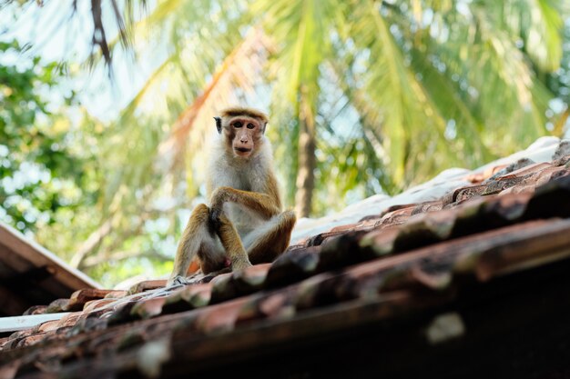 Netter Macaca Sinica Affe auf dem Hutdach