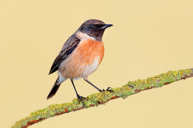 Netter männlicher kleiner Vogel auf einem Ast