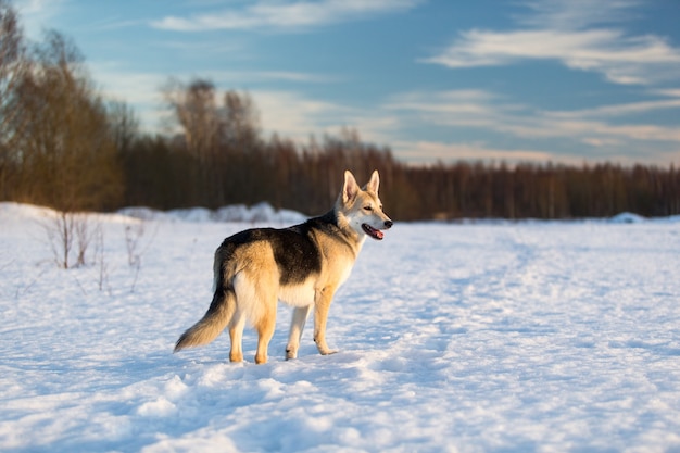 Netter Mischlingshund beim Spaziergang im Schnee im Winterpark