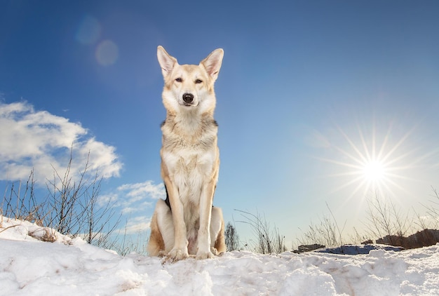 Foto netter mischlingshund, der auf schnee sitzt und kamera betrachtet