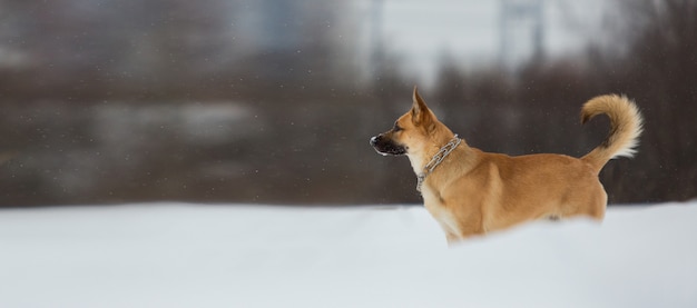 Netter Mischlingshund draußen. Mischling im Schnee