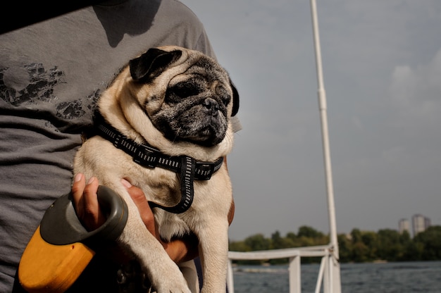 Netter Mops mit dem Sitzen in den Händen seines Besitzers