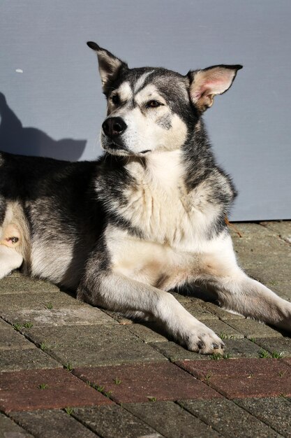 Netter obdachloser Hund, der beiseite schaut. Porträt hautnah.