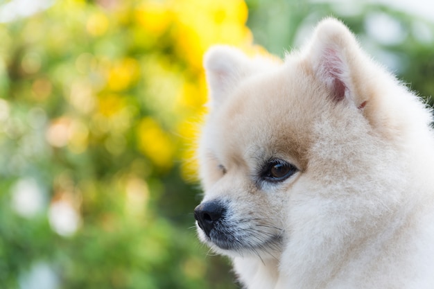 Netter Pomeranian Hund im Garten.