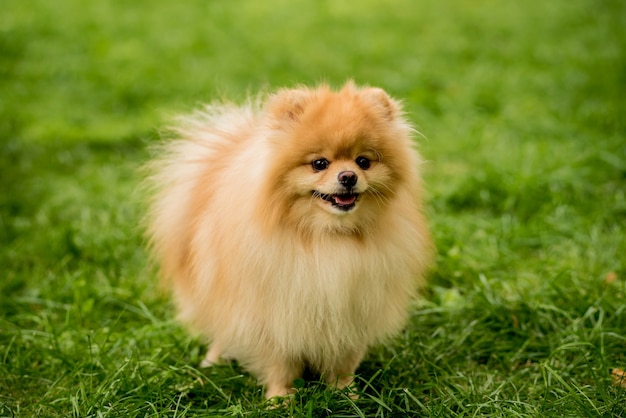 Netter pommerscher Hund am Park