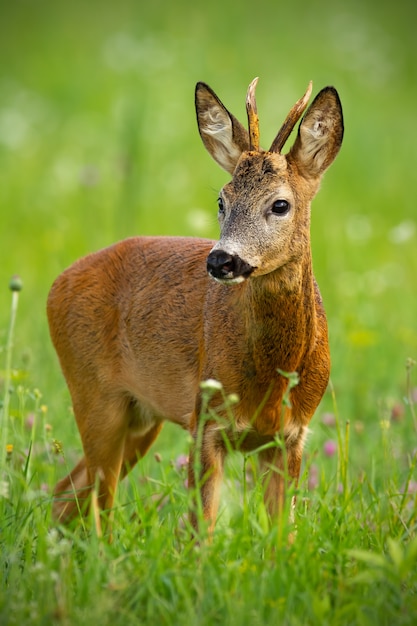 Netter Reh auf einer Wiese