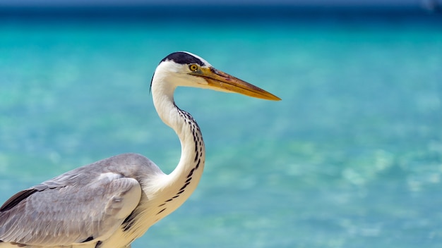 Netter Reiher am weißen Strand auf den Malediven.