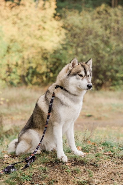 Netter reinrassiger Husky-Hund mit kreativem handgemachtem Halsband und Leine, die auf Waldweg am Herbsttag sitzen