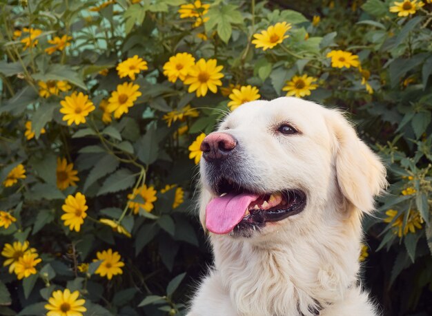 Netter Retriever auf der Natur.