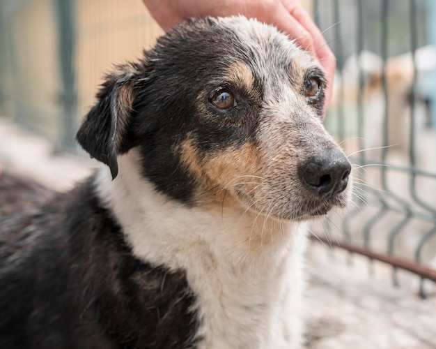 Netter rettungshund, der haustier im tierheim ist