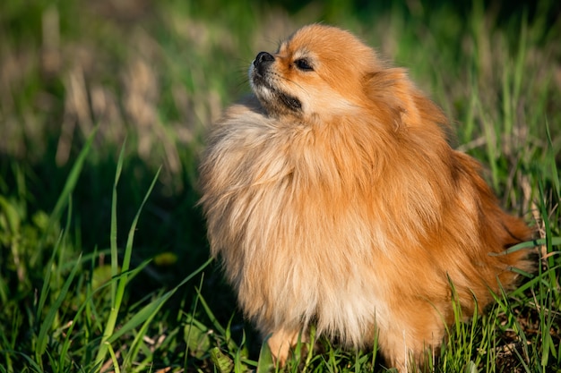 Foto netter roter pommerscher auf dem hintergrund des grünen grases, draußen. sonniger tag, der hund lächelt