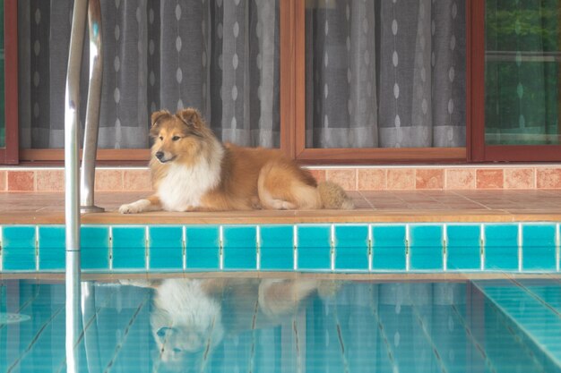 Netter roter Shetland-Schäferhund