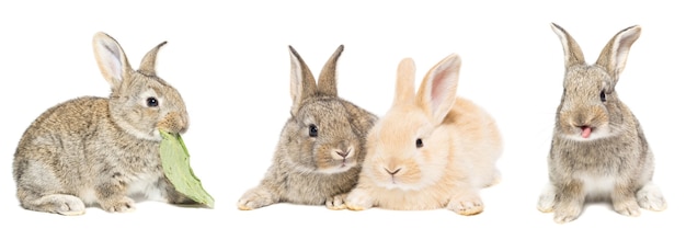 Netter roter und grauer Osterkaninchenhase lokalisiert auf weißem Hintergrund