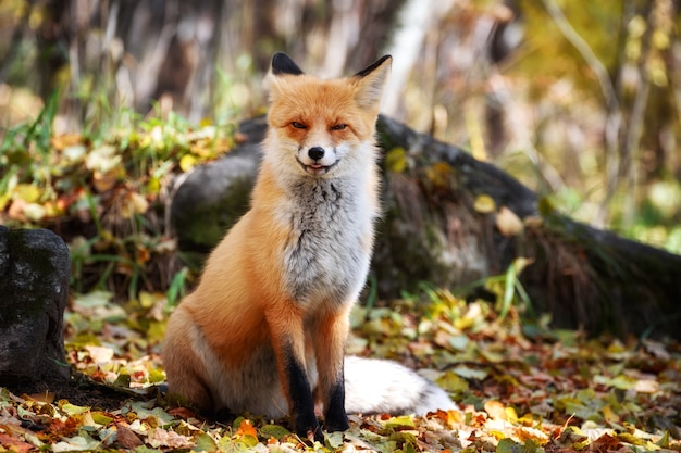 Netter Rotfuchs, Vulpes vulpes, im grünen Wald. Fuchsjagd im Wald. Tier im Naturlebensraum.